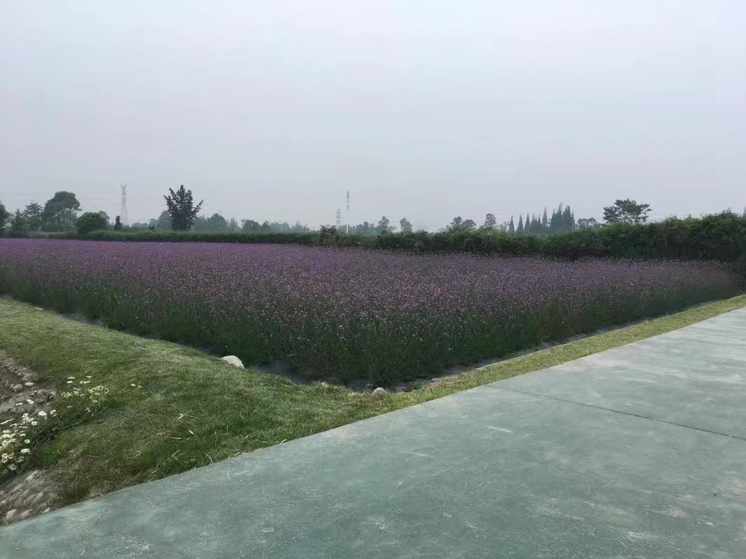 郫都区附近的农家乐和休闲农庄,郫都妈妈农庄照片