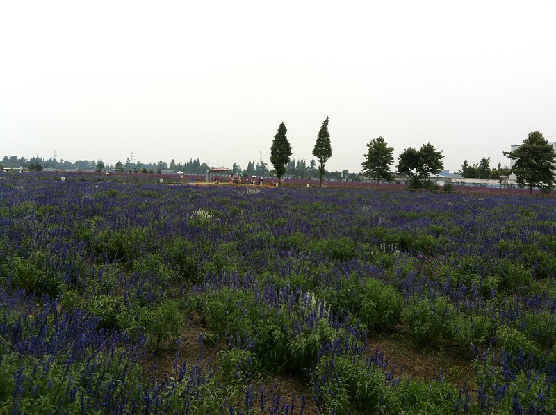 郫都区附近的农家乐和休闲农庄,郫都妈妈农庄照片