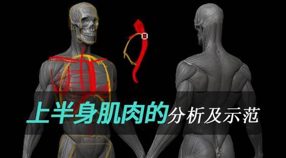 超认真的小白绘画教程你学会了吗,从零开始基础绘画教程
