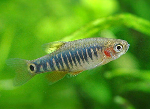 斑马鱼小型热带观赏鱼,热带斑马鱼多少钱一斤