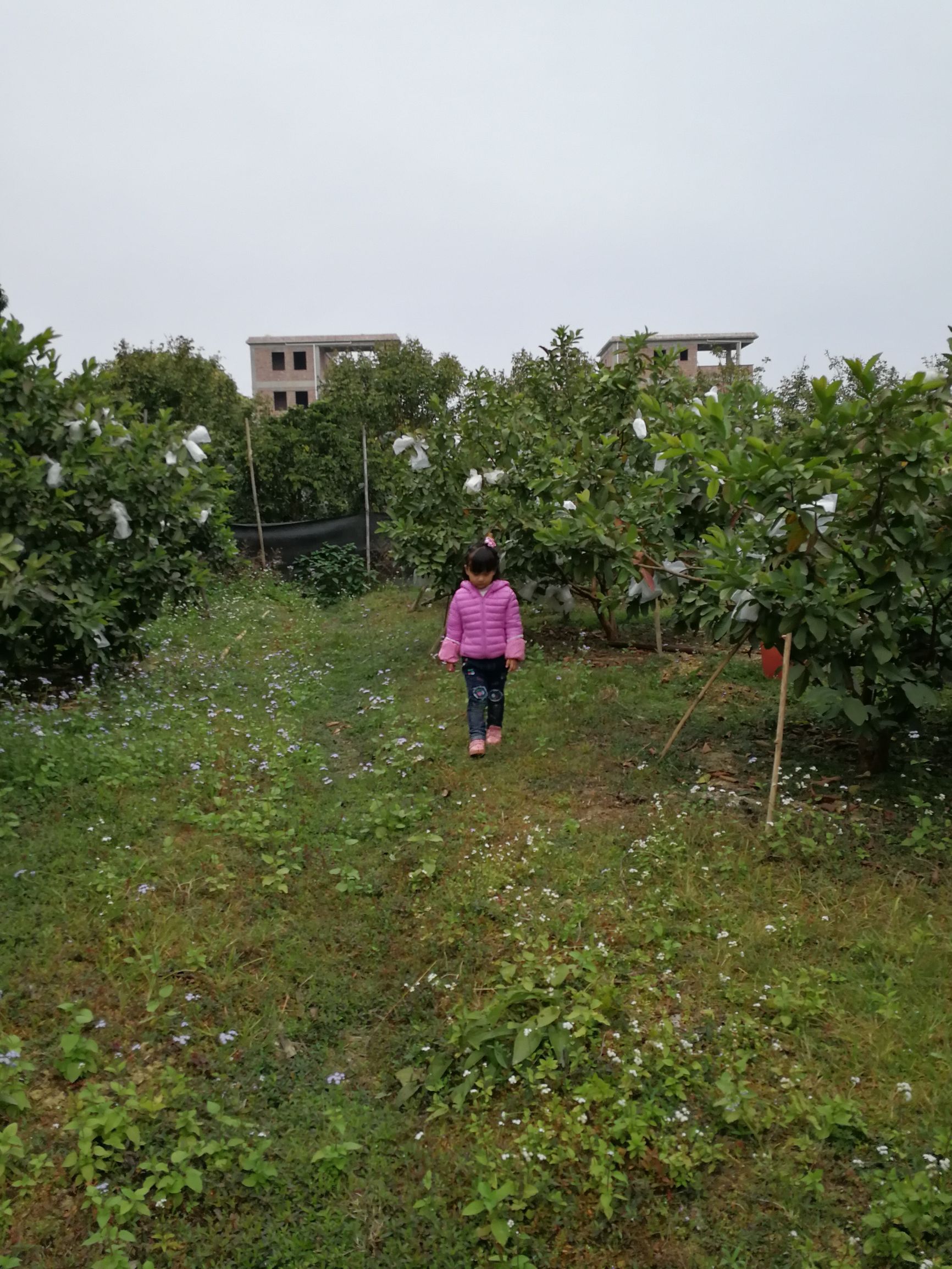 中山摘番石榴果园,摘番石榴果园附近