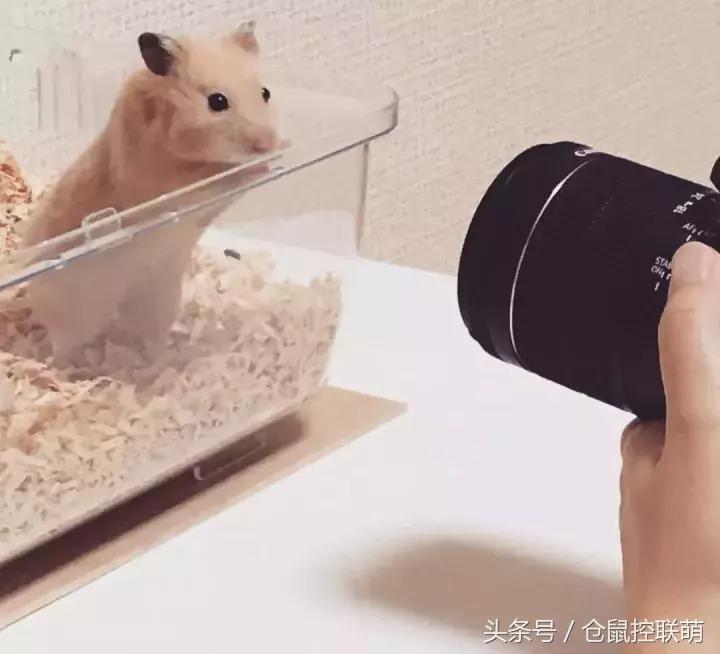 仓鼠帮另一只仓鼠照顾宝宝,仓鼠的哪一个动作代表它很开心