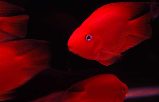 血鹦鹉鱼有什么品种,血鹦鹉鱼多少条招财