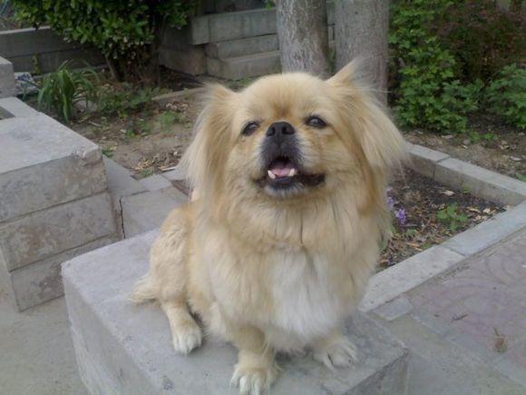 原来土狗还分这么多种类,中国的土狗全部种类