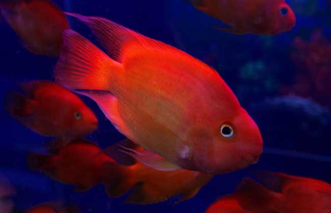 血鹦鹉鱼有什么品种,血鹦鹉鱼多少条招财