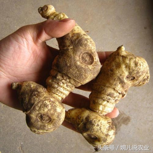 种植什么中药材暴利,种植什么药材可卖几十块钱一斤