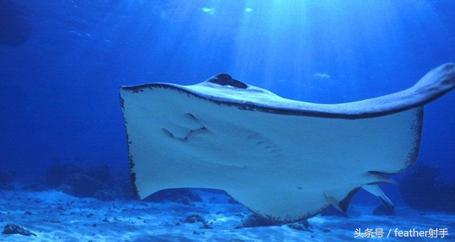 太平洋海洋馆和北京海洋馆哪个好,北京海洋馆和上海海昌海洋馆