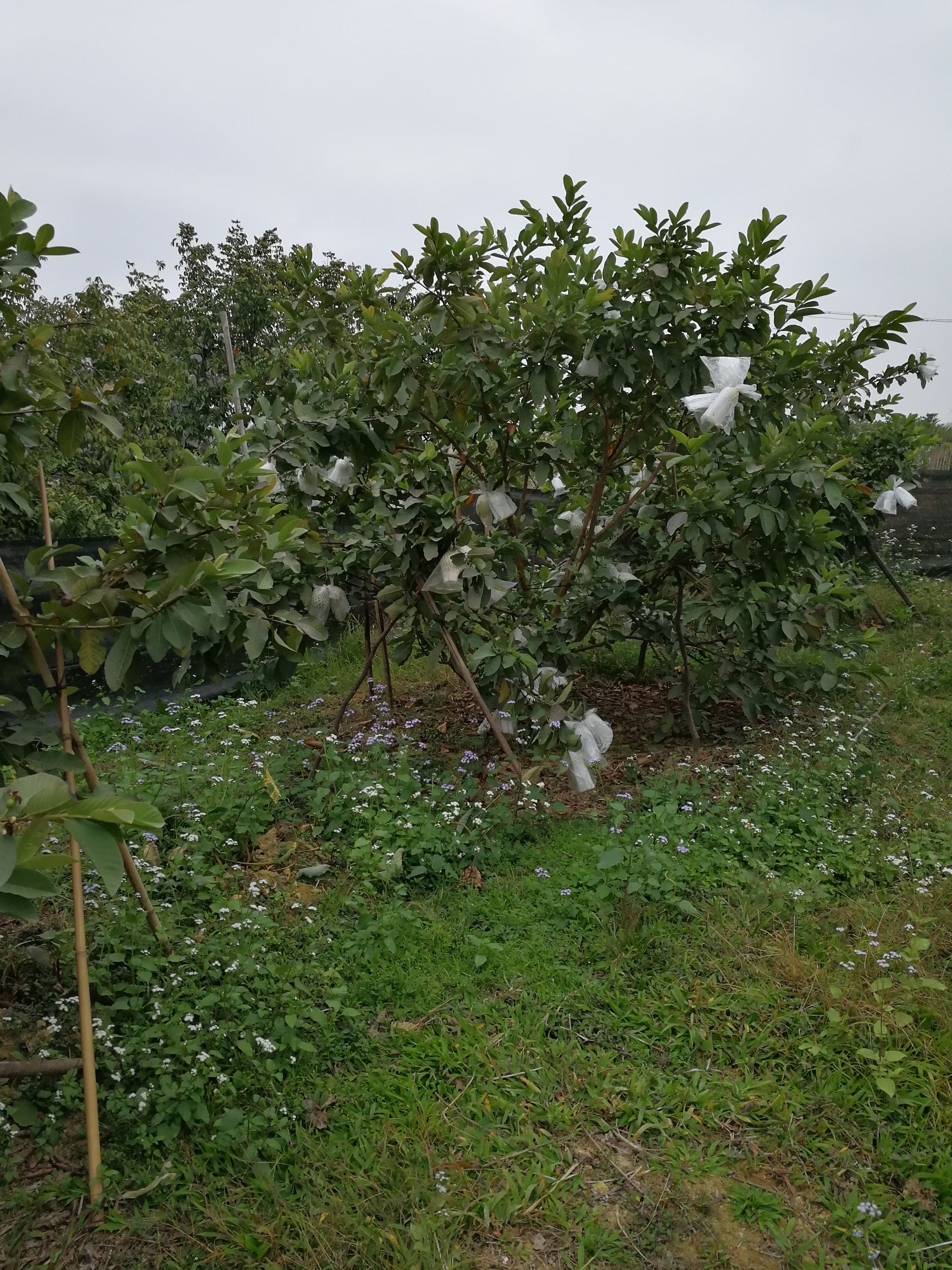 中山摘番石榴果园,摘番石榴果园附近