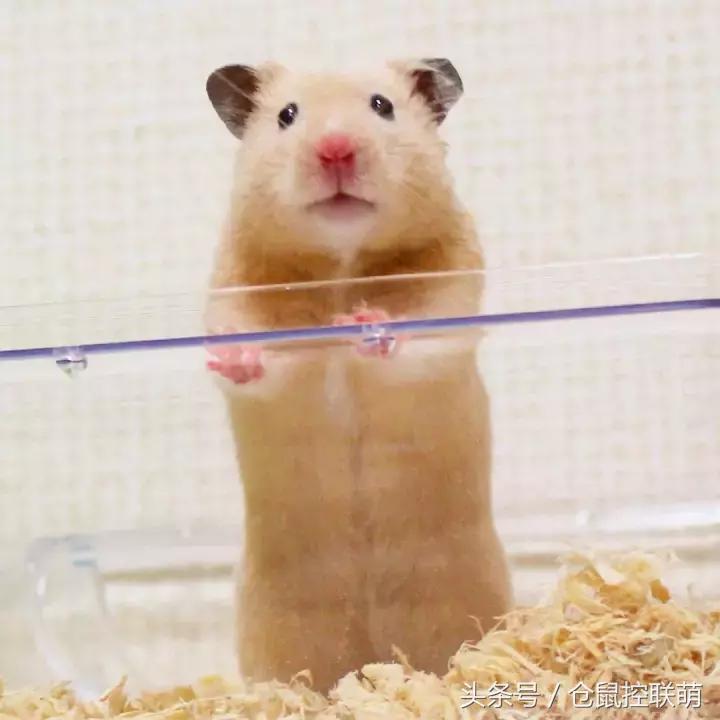 仓鼠帮另一只仓鼠照顾宝宝,仓鼠的哪一个动作代表它很开心
