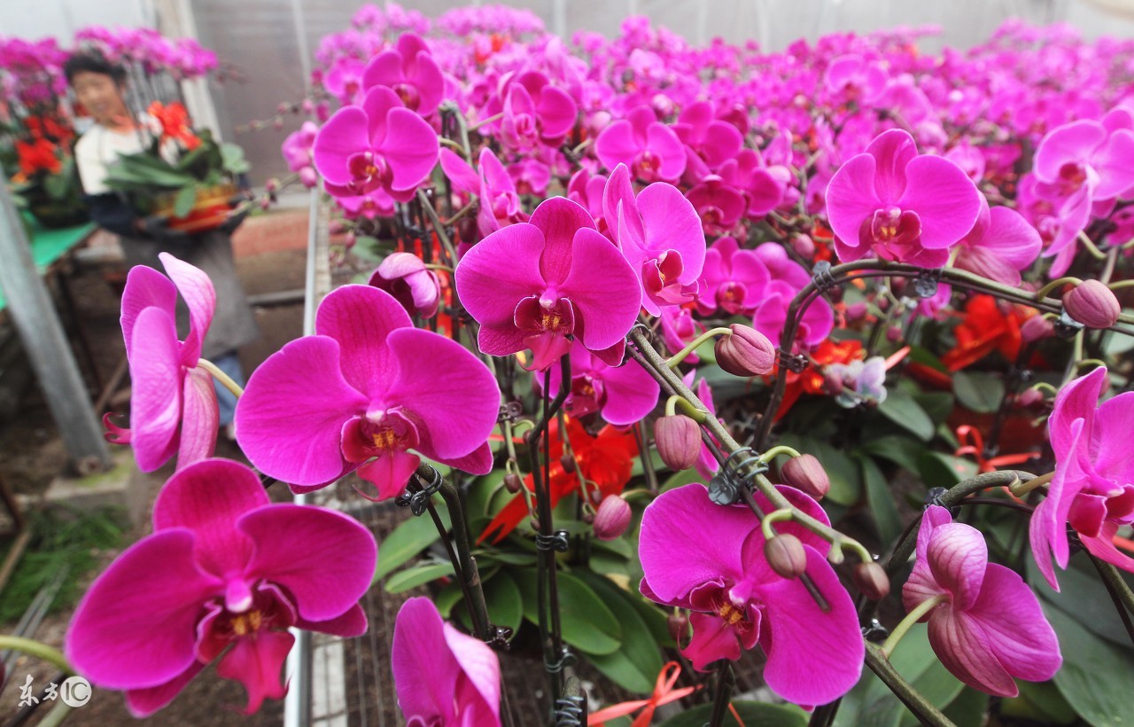 好似蝴蝶般的兰花翩翩起舞,好似蝴蝶的花