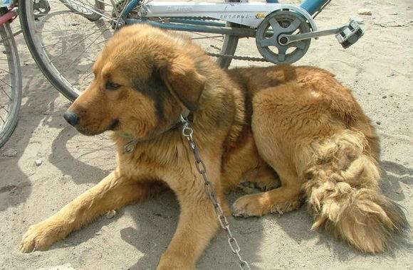 原来土狗还分这么多种类,中国的土狗全部种类