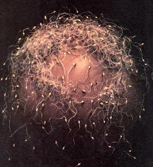 女性一辈子可以捐几次卵子,捐卵子3次