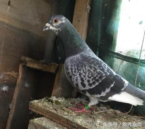 养鸽子怎样能节约鸽粮,养40只鸽子鸽棚多少钱