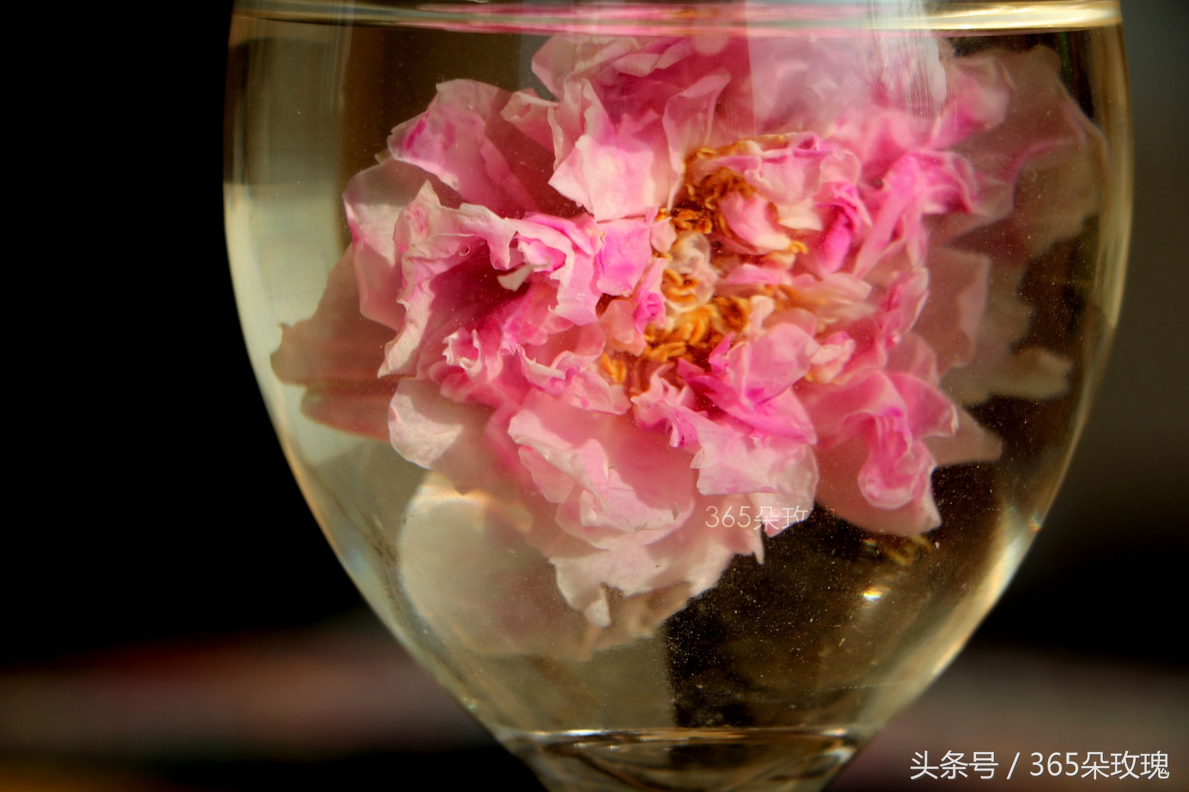 玫瑰花茶可以泡出精油吗女生,玫瑰花茶真的能泡出玫瑰精油吗