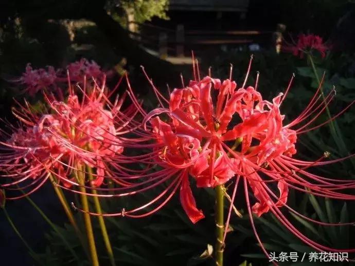 十一月有哪些花盛开,十一月都有哪些典型花朵