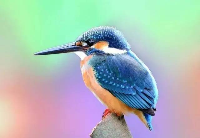 醉，是点翠那一抹蓝