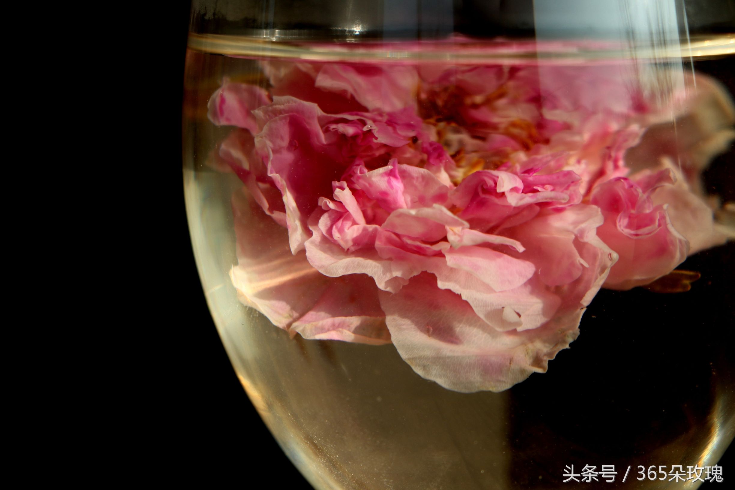 玫瑰花茶可以泡出精油吗女生,玫瑰花茶真的能泡出玫瑰精油吗