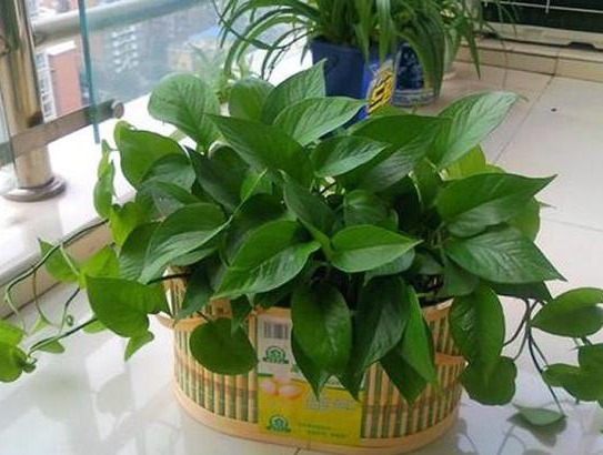 除甲醛最好的绿植都有啥,除甲醛最有效的绿植有哪些