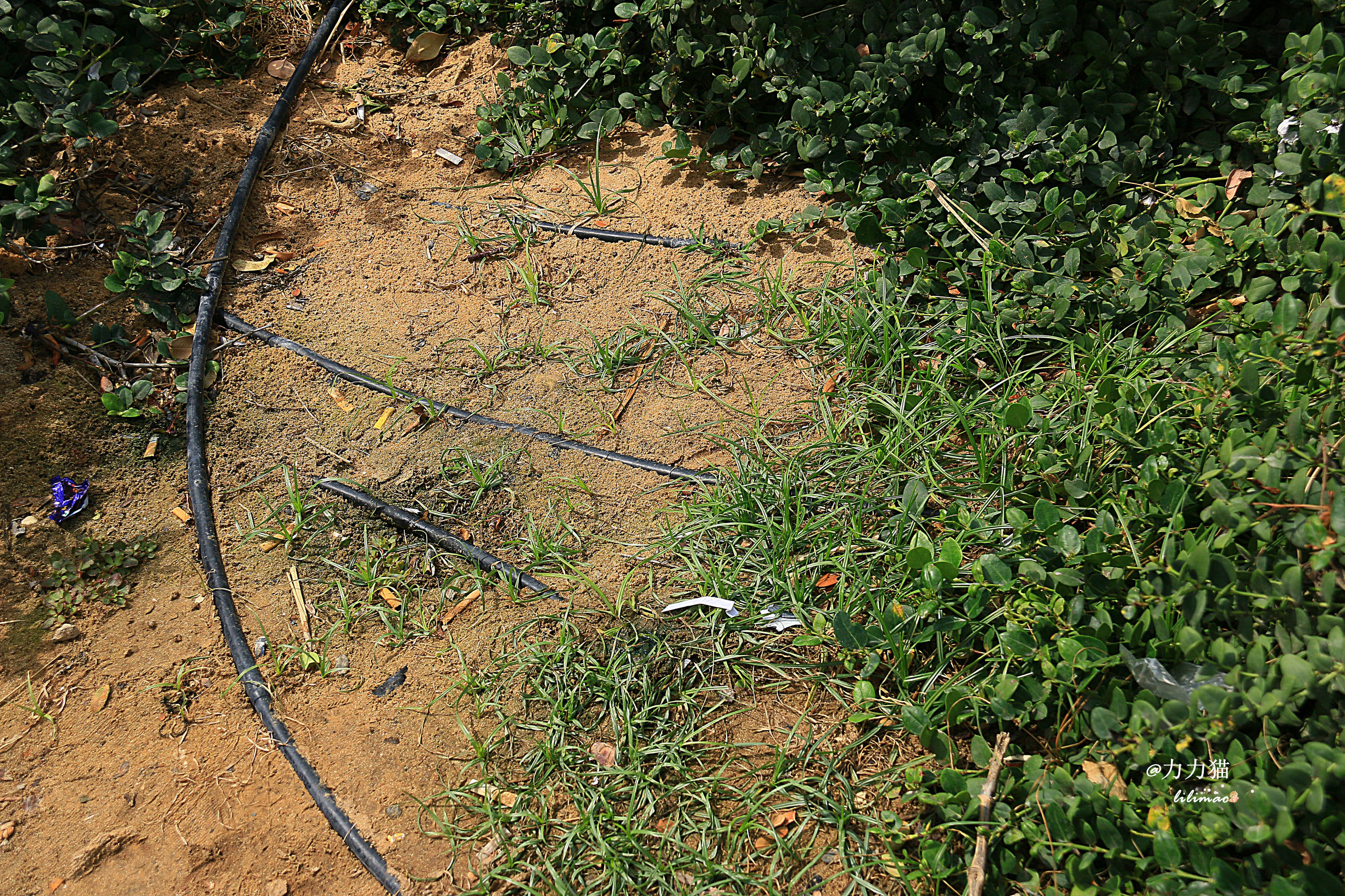 阿联酋：谁富有要看门口的树