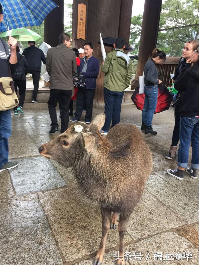 去日本旅游最新攻略,去日本旅游最详细攻略