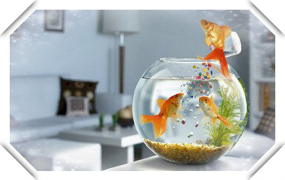 属猪人一生中最大变故早看早准备,哪个年份出生的属猪人晚年幸福