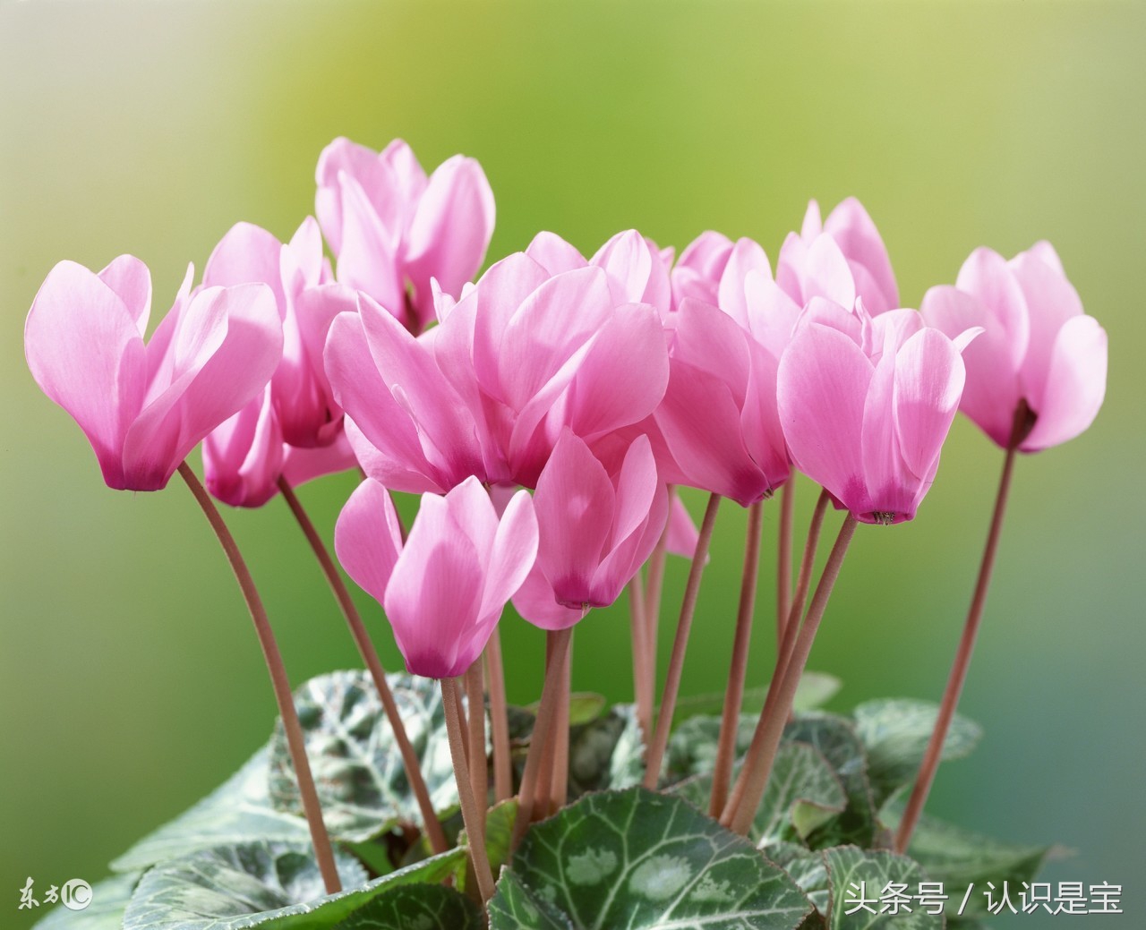 冬季盆栽仙客来要经常晒太阳吗,适合冬天阳台养的花卉盆栽仙客来