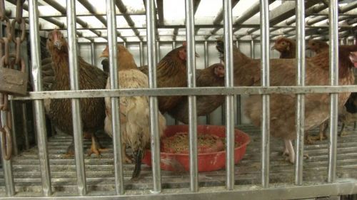 扬州人今后去菜场购买活禽不再现杀！活禽交易新规出台