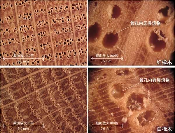 白橡木和红橡木白蜡木哪个好,北美白橡木和红橡木的区别