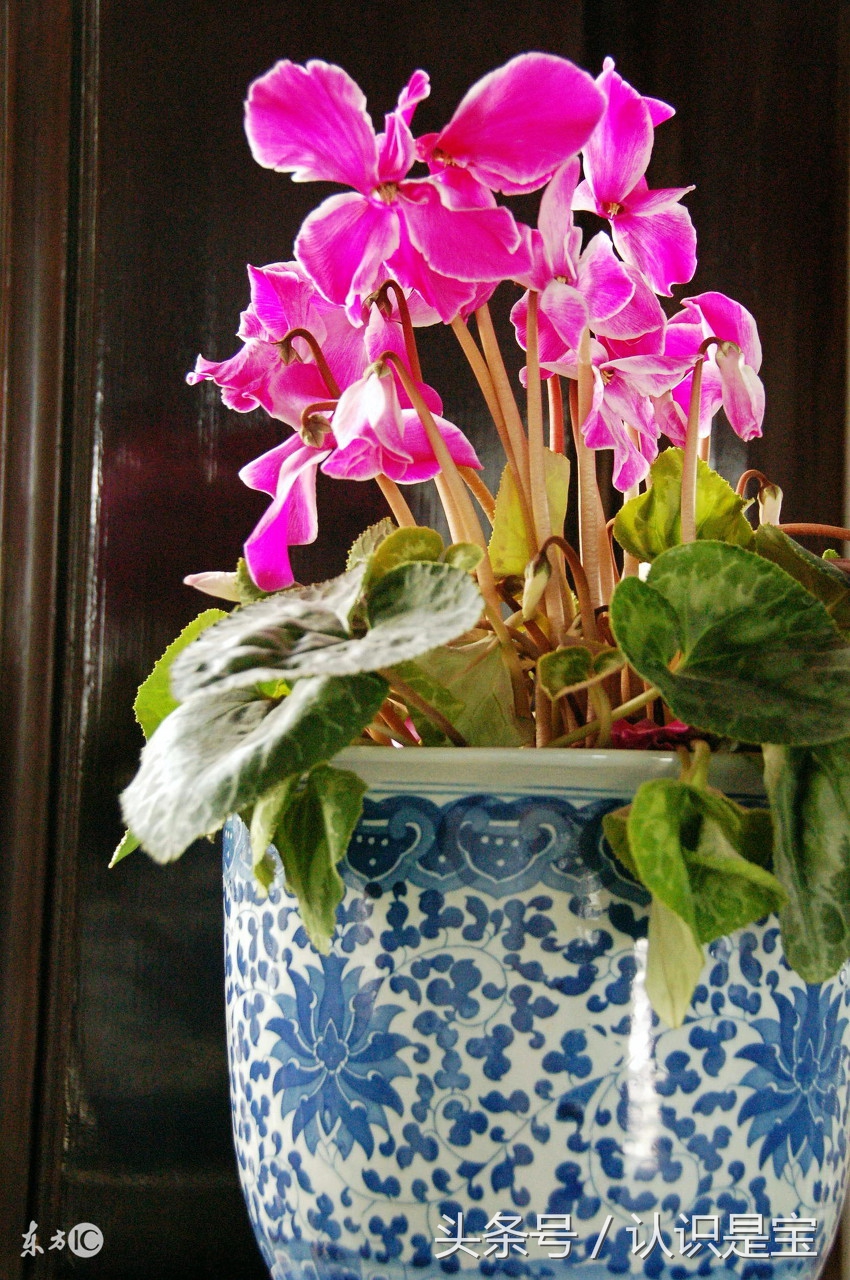 冬季盆栽仙客来要经常晒太阳吗,适合冬天阳台养的花卉盆栽仙客来