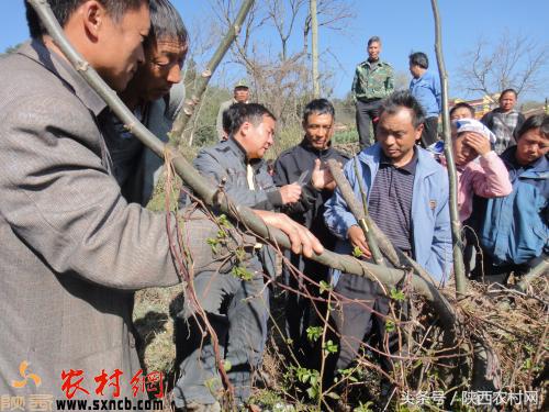 农村人创业的机会有哪些,新手回农村创业有哪些方案