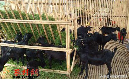 农村人创业的机会有哪些,新手回农村创业有哪些方案