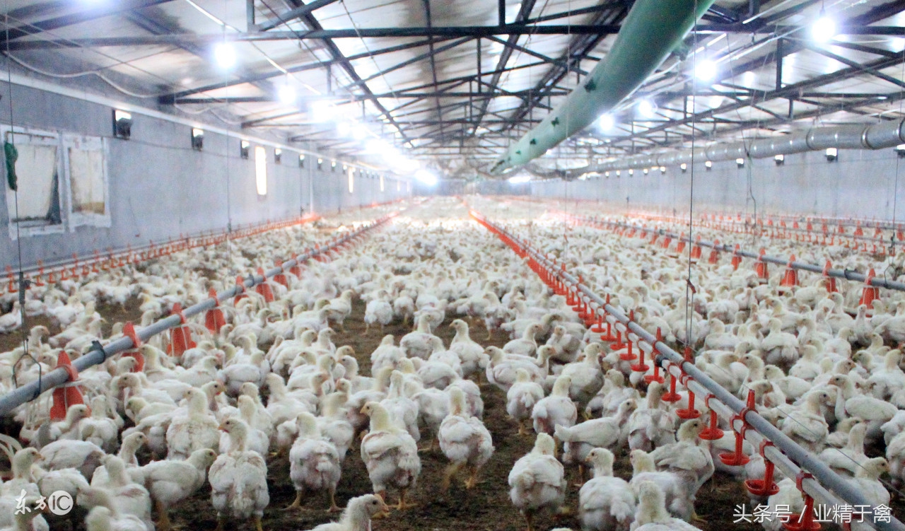 黄羽肉鸡价格行情今日报价,今日毛肉鸡价格最新报价