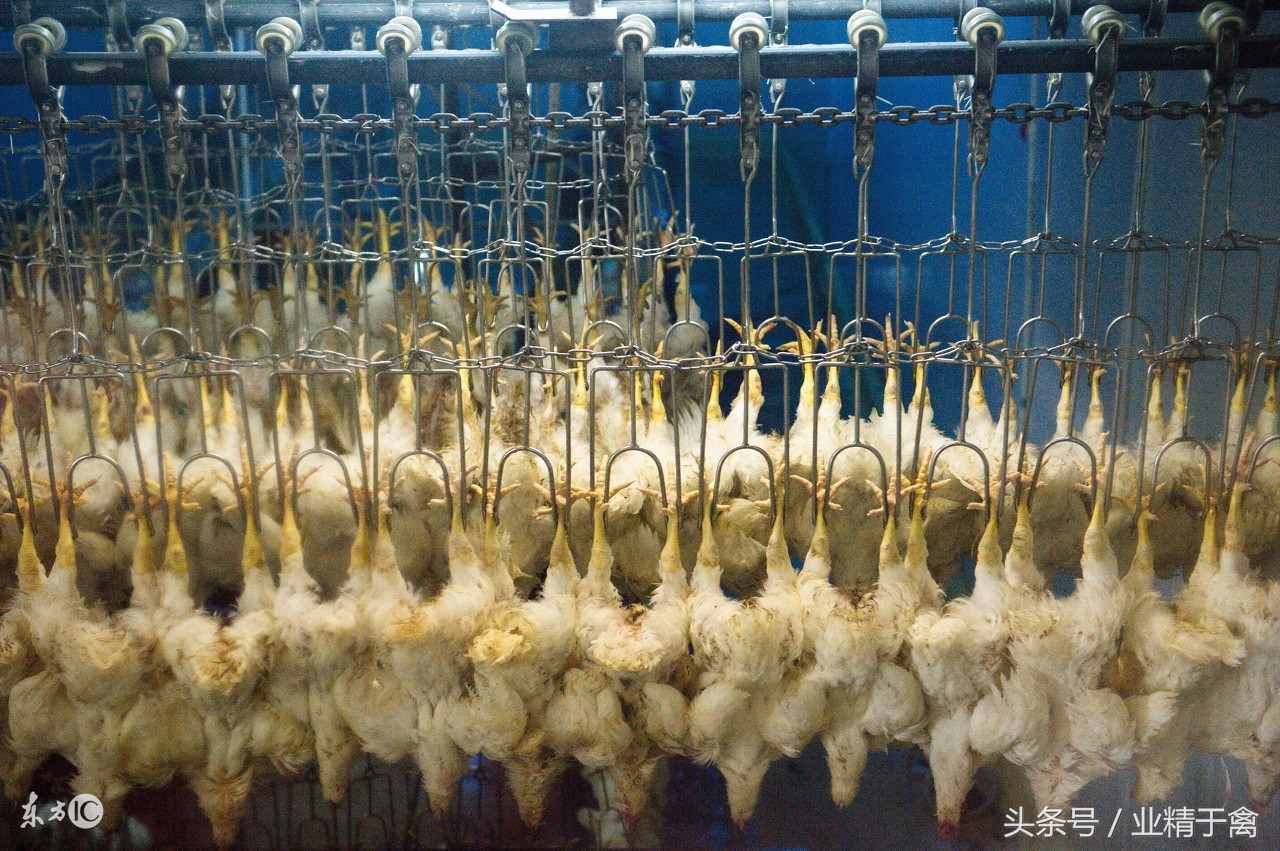 黄羽肉鸡价格行情今日报价,今日毛肉鸡价格最新报价