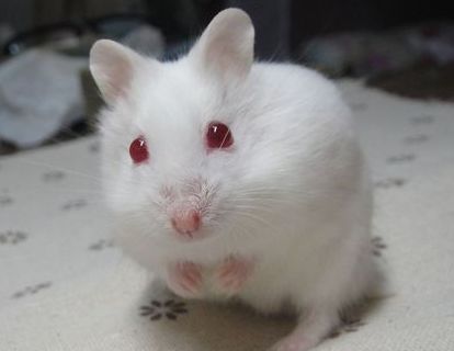 仓鼠饲养箱子,仓鼠饲养基地