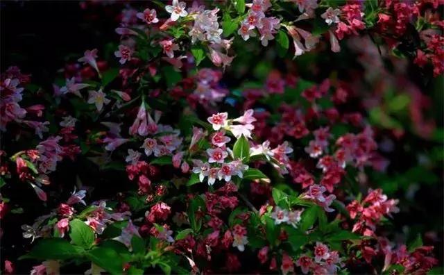 这个销售季：大乔木回暖看涨，灌木行情如何？