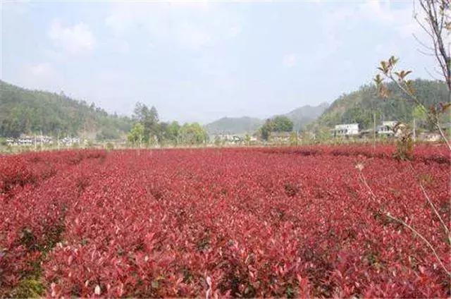 这个销售季：大乔木回暖看涨，灌木行情如何？