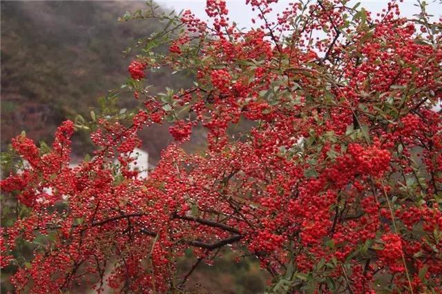 这个销售季：大乔木回暖看涨，灌木行情如何？