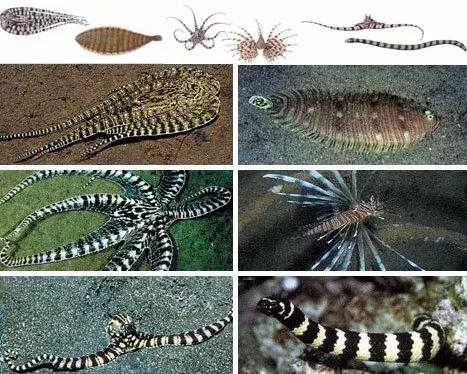 章鱼哥智商逆天,章鱼哥的智商退化视频