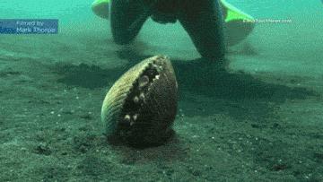 章鱼哥智商逆天,章鱼哥的智商退化视频