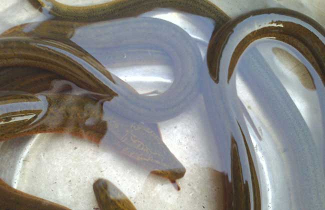 防治黄鳝疾病用什么药,治疗黄鳝病的药