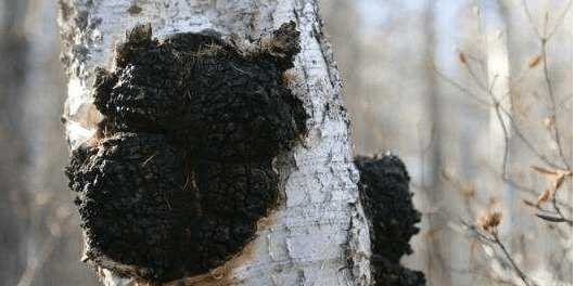 白桦茸对糖尿病有好处吗,白桦茸能治糖尿病吗