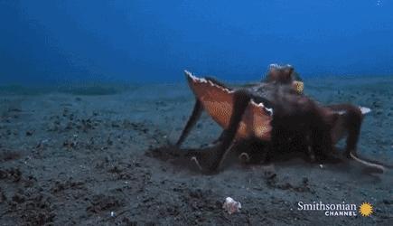 章鱼哥智商逆天,章鱼哥的智商退化视频