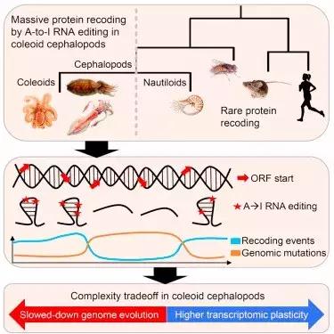 章鱼哥智商逆天,章鱼哥的智商退化视频