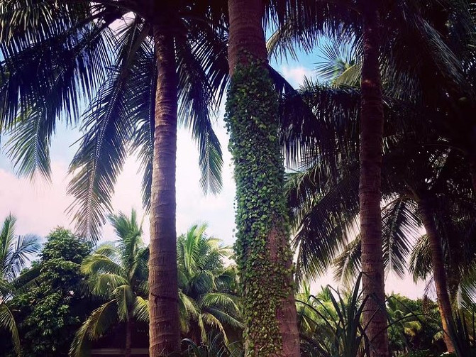 邂逅美丽椰城海口自由行攻略,海南岛自驾游摘椰子