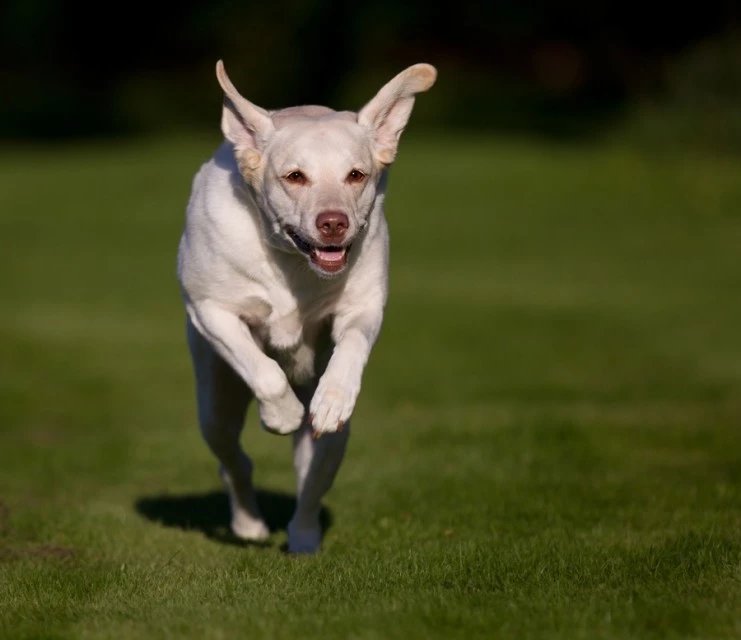 十大名犬品种大全大图,世界十大名犬图片大全