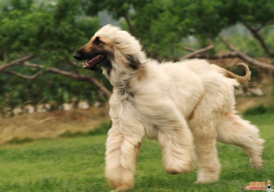 十大名犬品种大全大图,世界十大名犬图片大全