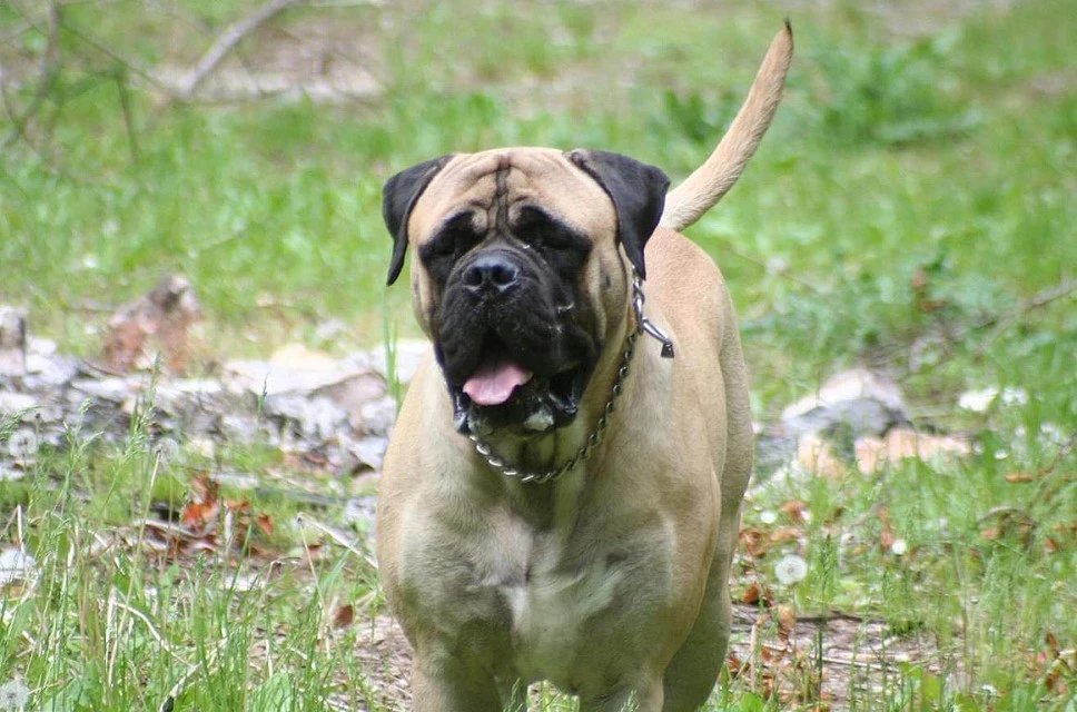 十大名犬品种大全大图,世界十大名犬图片大全