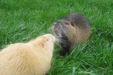 最挣钱的养殖业养殖什么不愁销路,穷人养殖什么最挣钱新型养殖业