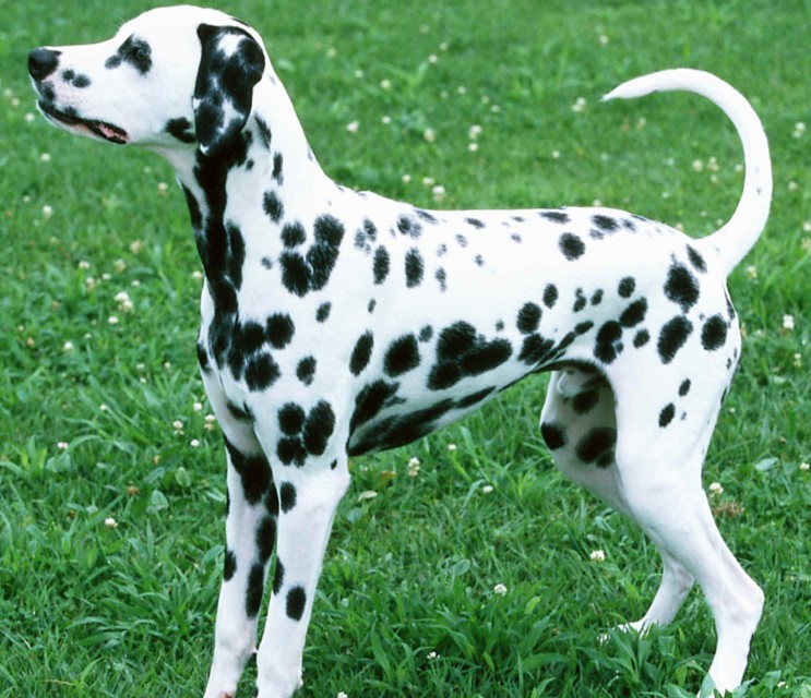 十大名犬品种大全大图,世界十大名犬图片大全