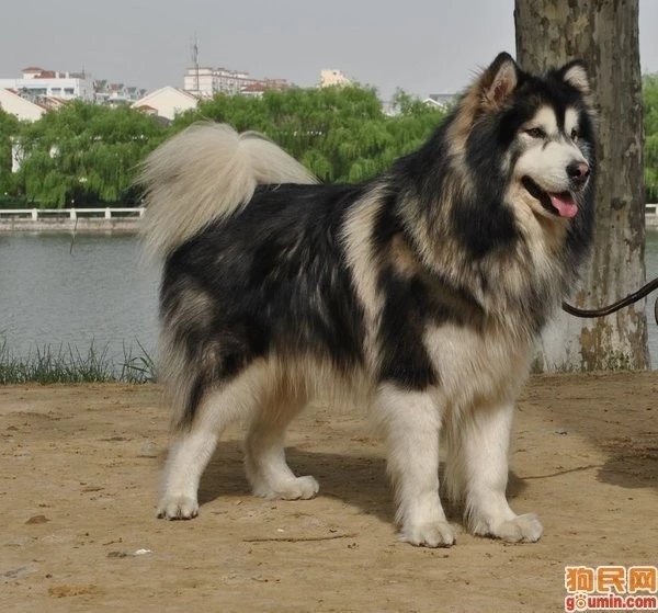 十大名犬品种大全大图,世界十大名犬图片大全